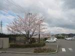 総合南東北福祉センター　桜　sakura2010'